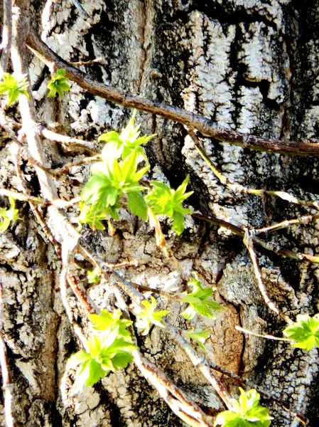 Baum im Frühling — Stockfoto