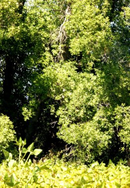 Bir yaz gününde gür yeşil ağaçlar