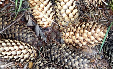 pinecones bir evergreen üzerinden