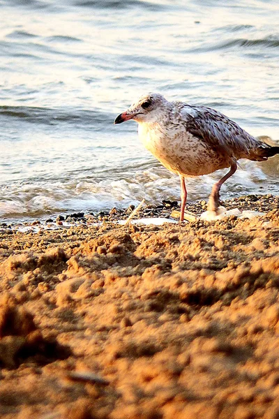 Gaviota en la playa —  Fotos de Stock