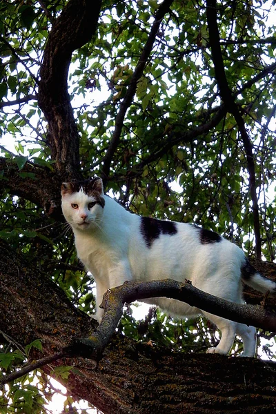 White cat with black spots on tree — Stock Photo, Image
