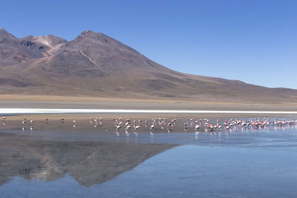 Wüstenseen aus Bolivien — Stockfoto