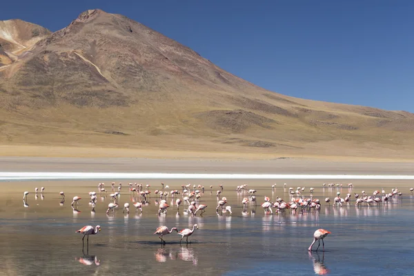 Wüstenseen aus Bolivien — Stockfoto