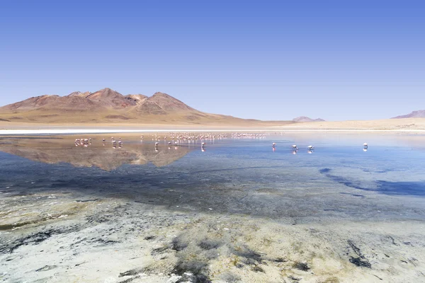 Jezior i pustynie z Boliwii — Zdjęcie stockowe