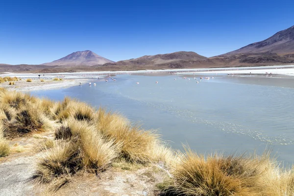 Jezior i pustynie z Boliwii — Zdjęcie stockowe