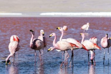 Red Lake Bolivya'daki Flamingo'da