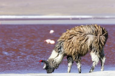 Lama, Red Lake, Bolivya