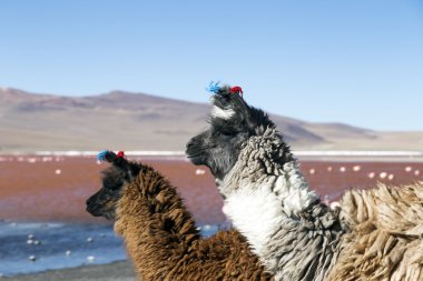 Llamas Red Lake, Bolivya