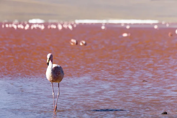 Flamenco en Lago Rojo en Bolivia —  Fotos de Stock