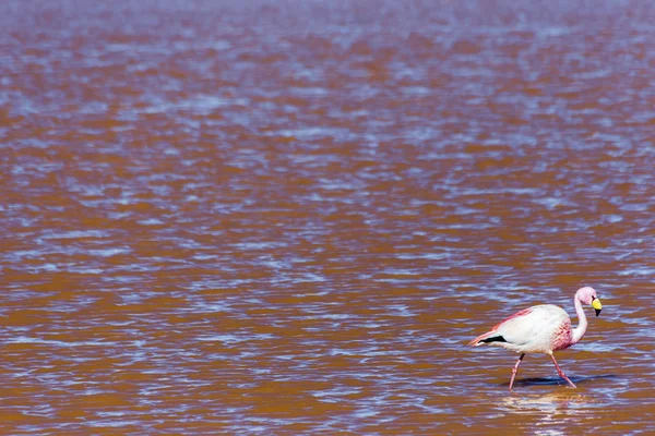 Flamenco en Lago Rojo en Bolivia — Foto de Stock