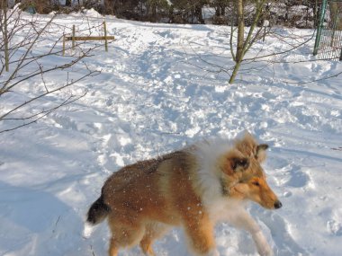 Karda İskoç çoban köpeği. Yavru köpek karda oynuyor. Köpek karda yükseğe zıplar. Küçük köpek karda koşar. Eğlenceli hayvanlar. Kışın köpecik Collie. Kışın asil bir köpek.