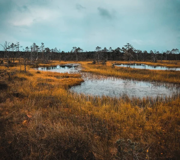湿地帯の道路 エストニアの沼 歩道に泥炭の袋 草原に小さな湖 — ストック写真