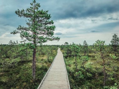 Çayırlar arasında ahşap bir patika. Bataklıktaki tahta yol. Hiçliğe giden yol.