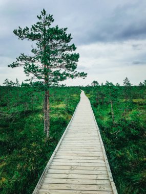 Çayırlar arasında ahşap bir patika. Bataklıktaki tahta yol. Hiçliğe giden yol.