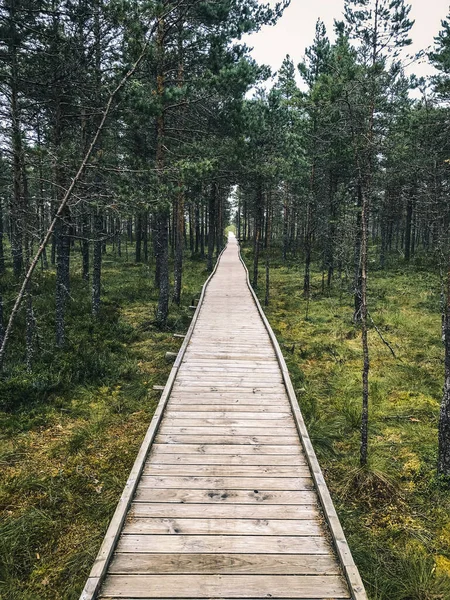 Çayırlar arasında ahşap bir patika. Bataklıktaki tahta yol. Hiçliğe giden yol.