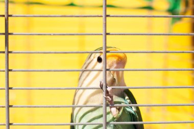 Sarı arka planı ve mürekkepbalığı kemikli bir kafesteki aşk kuşunun görüntüsü