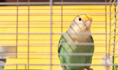 Sarı arka planlı bir kafeste aşk kuşu görüntüsü