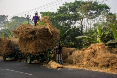 09 Ocak 2021, Bakkhali, Batı Bengal Hindistan, iki çiftçi tarladan hasat sırasında kuru saman balyaları topluyor..