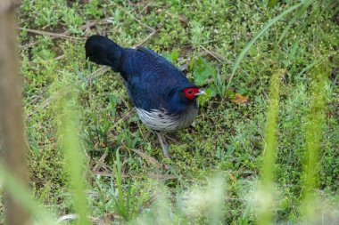 Batı Bengal, Hindistan 'daki Lava' da bir Kalij sülün kuşu. Seçici odak.
