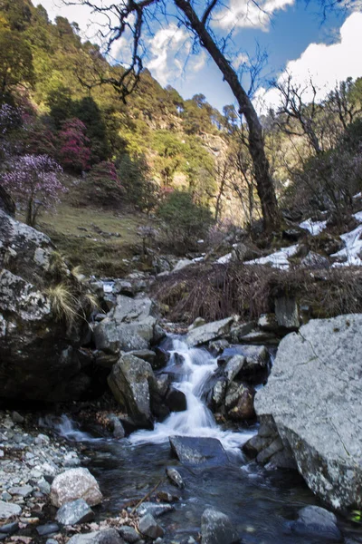 Vadi ve ormandan akan dağ nehri manzarası