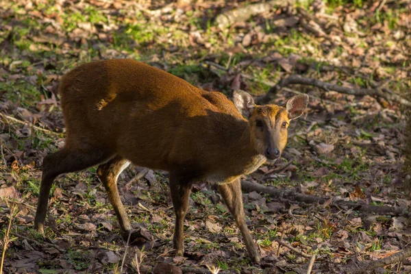 Muntiacus或Barking Deer Close Shot Taken Chopta Valley — 图库照片