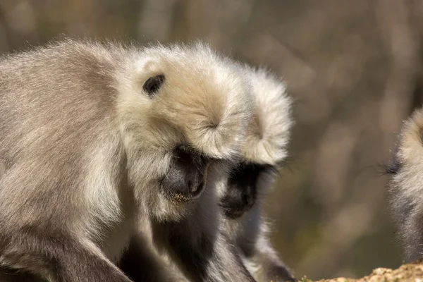 Himalaya tembelliği yiyecek aramak için aşağı bakıyor