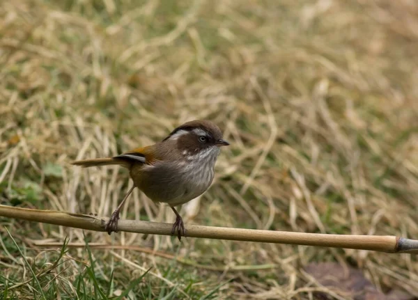 Beyaz kaşlı Fulvetta kuşunun gözlere odaklanmış yakın çekimi.