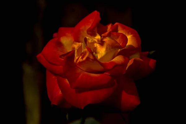 Güzel kırmızı ve sarı gül koyu arkaplan