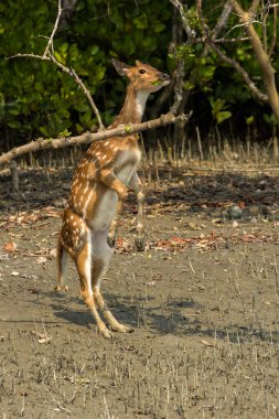 An Indian spotted deer standing tall to reach food at Sundartban tiger reserve clipart