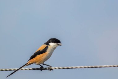 Uzun kuyruklu örümcekkuşu yakından çek ve gözlere odaklan..