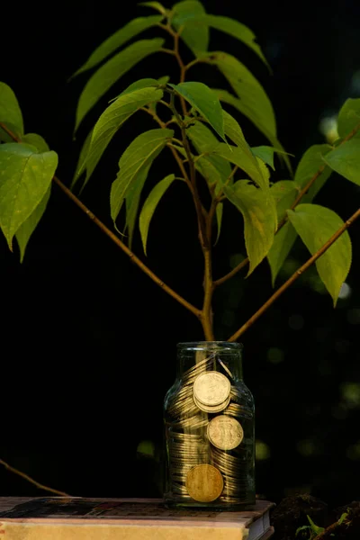 Rostlina Nebo Strom Rostoucí Skleněné Láhve Plné Indických Mincí Koncepce — Stock fotografie