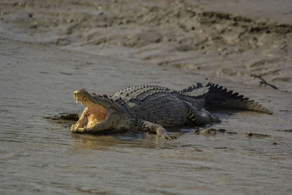 Bir hugh tuzlu su timsahı, Sundarban kaplanı rezervindeki güneş ışığını kullanarak güneşlenmek için ağzını açtı.