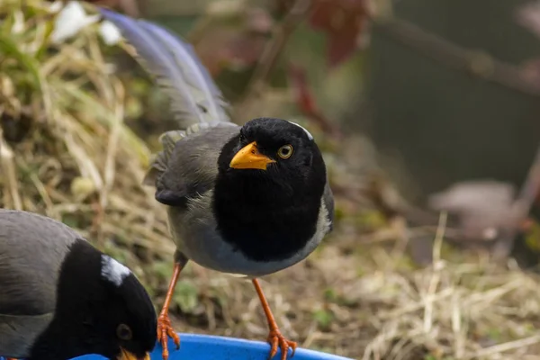 Sarı gagalı mavi saksağan kuşunun gözlere özel odaklanmış yakın plan görüntüsü..