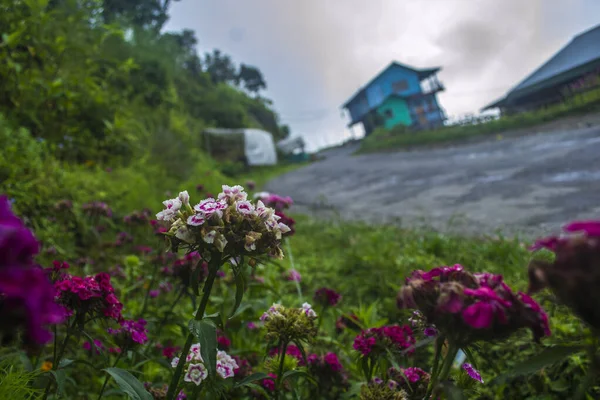 Schöne Wilde Bergblume Mit Kleinem Dorfhaus Und Straße Hintergrund — Stockfoto
