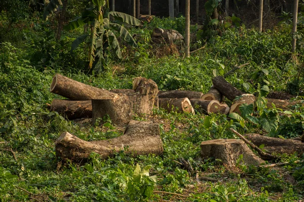 Kesilen ağaç kütükleri ve kütükler orman tahribatının seçici bir odak noktası oluşturduğunu gösteriyor. Ormanların yok edilmesi kavramı.