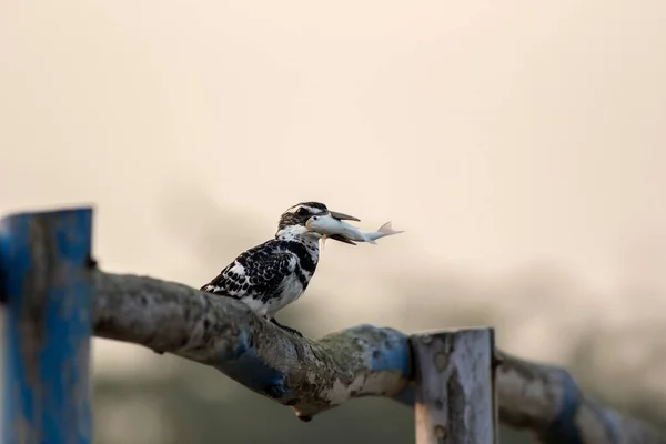 Pied King Fisher Πουλί Επιτυχημένη Αλίευση Ψαριών Κάθεται Μια Ξύλινη — Φωτογραφία Αρχείου