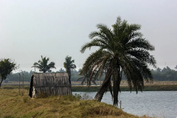 Small Village Hut Date Plum Tree Pond Background Selective Focus — Stock Photo, Image