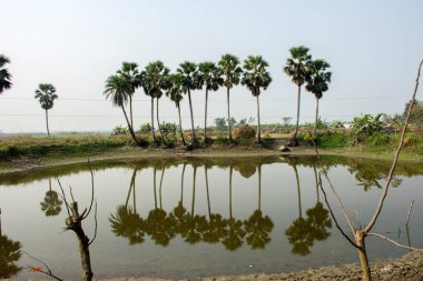 Palmiye ağacının güzel manzarası üzerinde yansıması olan bir göletin hemen yanında..
