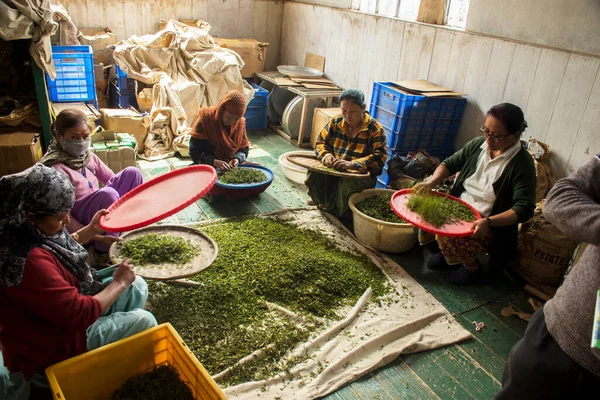 19 Mart 2020, Mim çay bahçesi, Darjeeling, Batı Bengal, Hindistan: Darjeeling yakınlarındaki çay bahçesinde ünlü Darjeeling çayı üreten birkaç kadın işçi. Seçici odak.