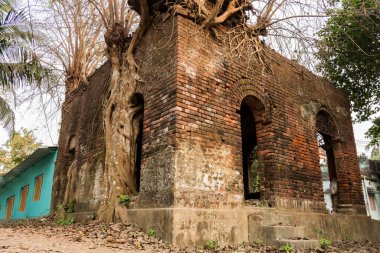 Bir sürü eski bina eski bir ağaçla harabeye dönmüş. Seçici odak.
