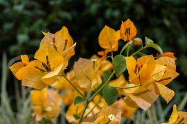 Seçici odaklı ve odak dışı arkaplanı olan güzel sarı çiçek.