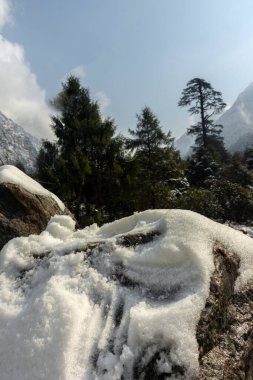 Yumthang Vadisi, Sikkim, Hindistan 'da kayalıklarda taze kar ve arka planda güzel ağaçlar. Seçici odak.