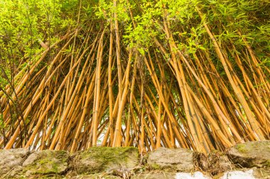 Bambu ağacı çalısı, bambu ağacı ormanı..