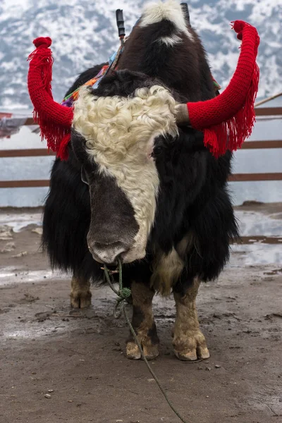 Ein Schönes Und Niedliches Yak Das Allein Der Nähe Von — Stockfoto