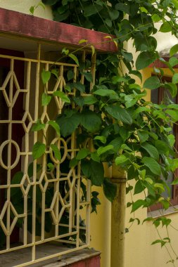 Seçici odaklı geniş bir evin penceresinde büyüyen sürünen bir ağaç..