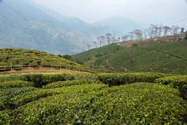 Darjeeling 'in güzel yemyeşil çay bahçesi, Batı Bengal, Hindistan. Darjeeling yakınlarındaki Mim çay bahçesi..
