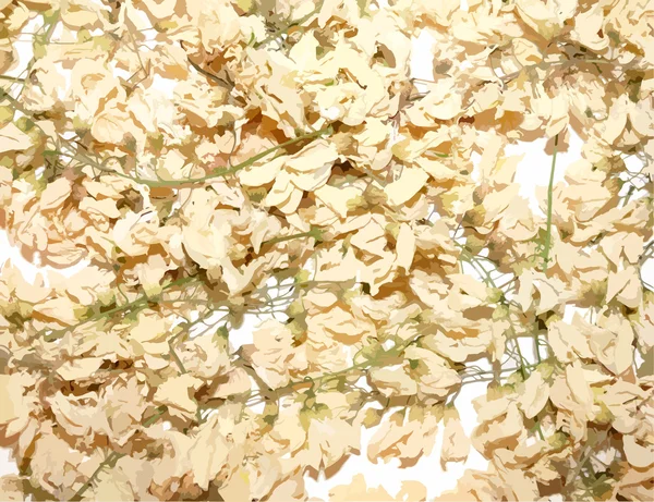 Acacia torkade blommor - bakgrund Illustration — Stock vektor
