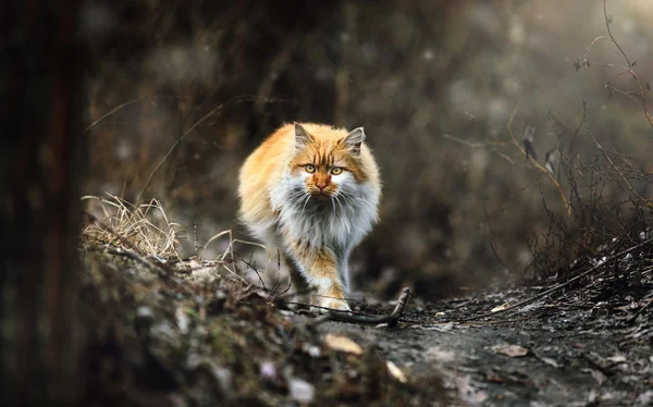 Red and white cat walking to the camera