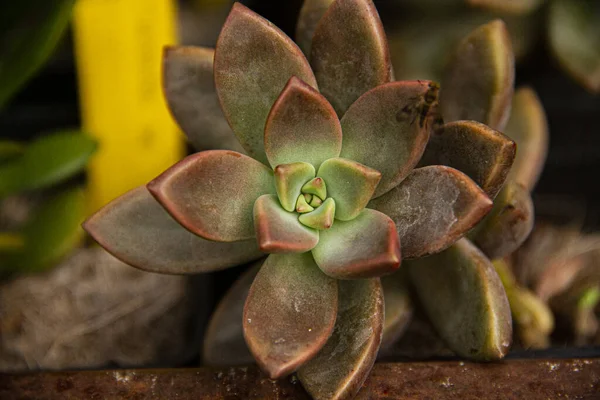 Kaktüse yakın bir yerde.