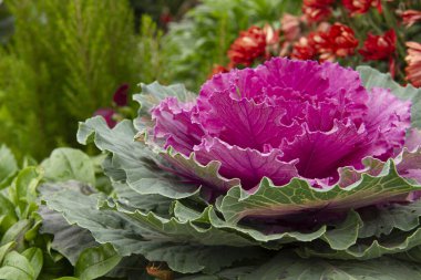 Çiçekli bir alanın ortasında pembe lahana.